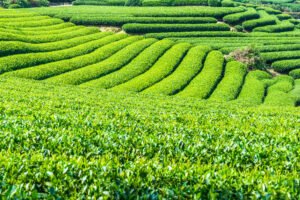 Tea Companies in Sri Lanka
